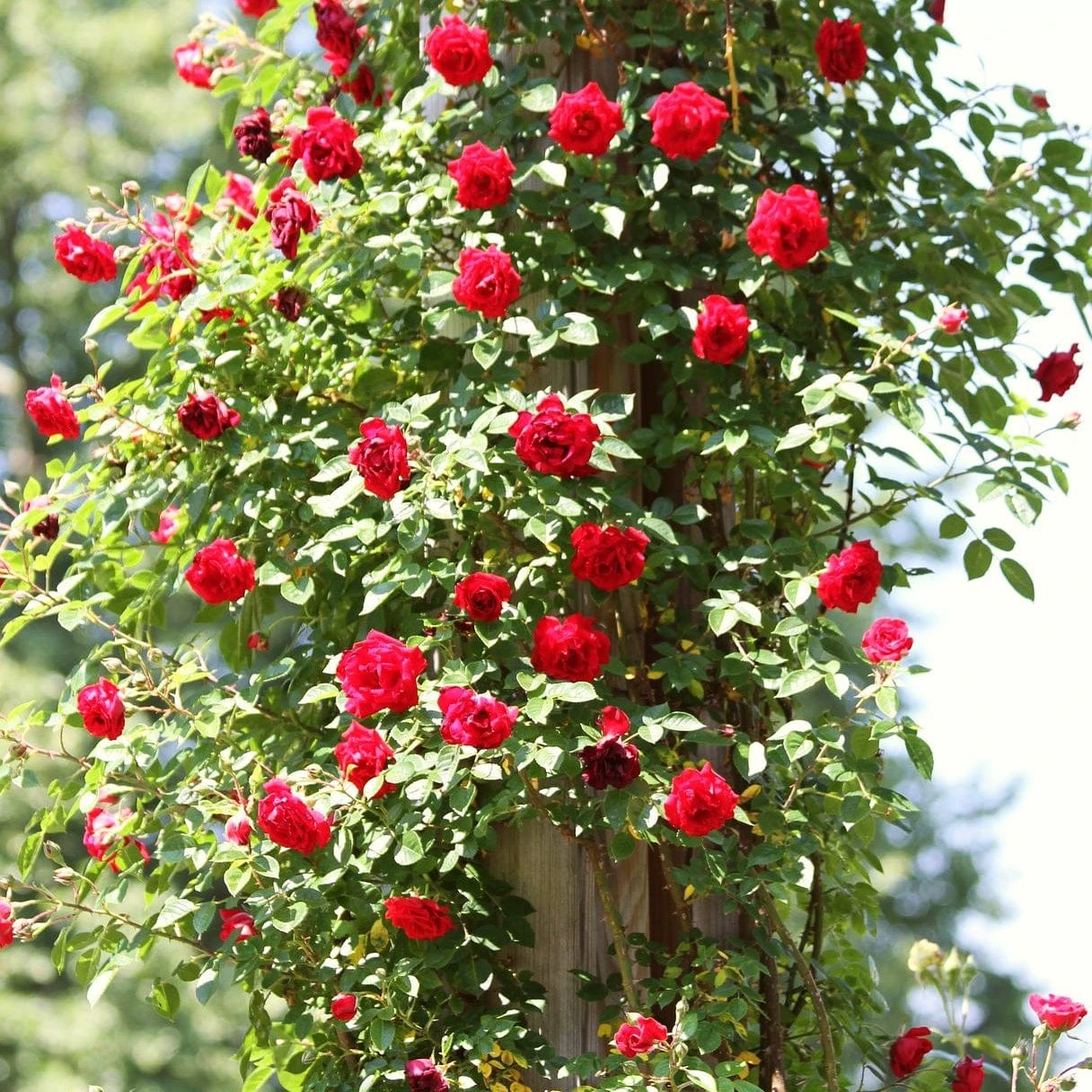Repeat Flowering Climbing Rose Collection - Image 5