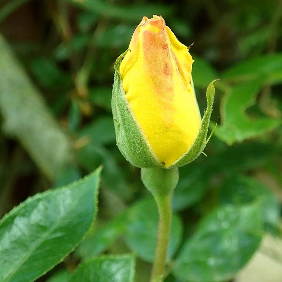 'Golden Showers' Climbing Rose - Image 3