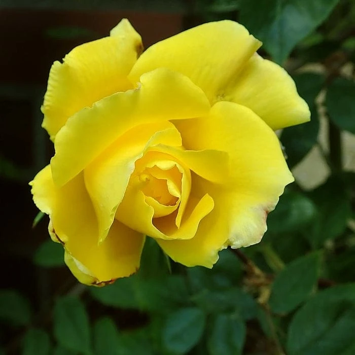 'Golden Showers' Climbing Rose - Image 2
