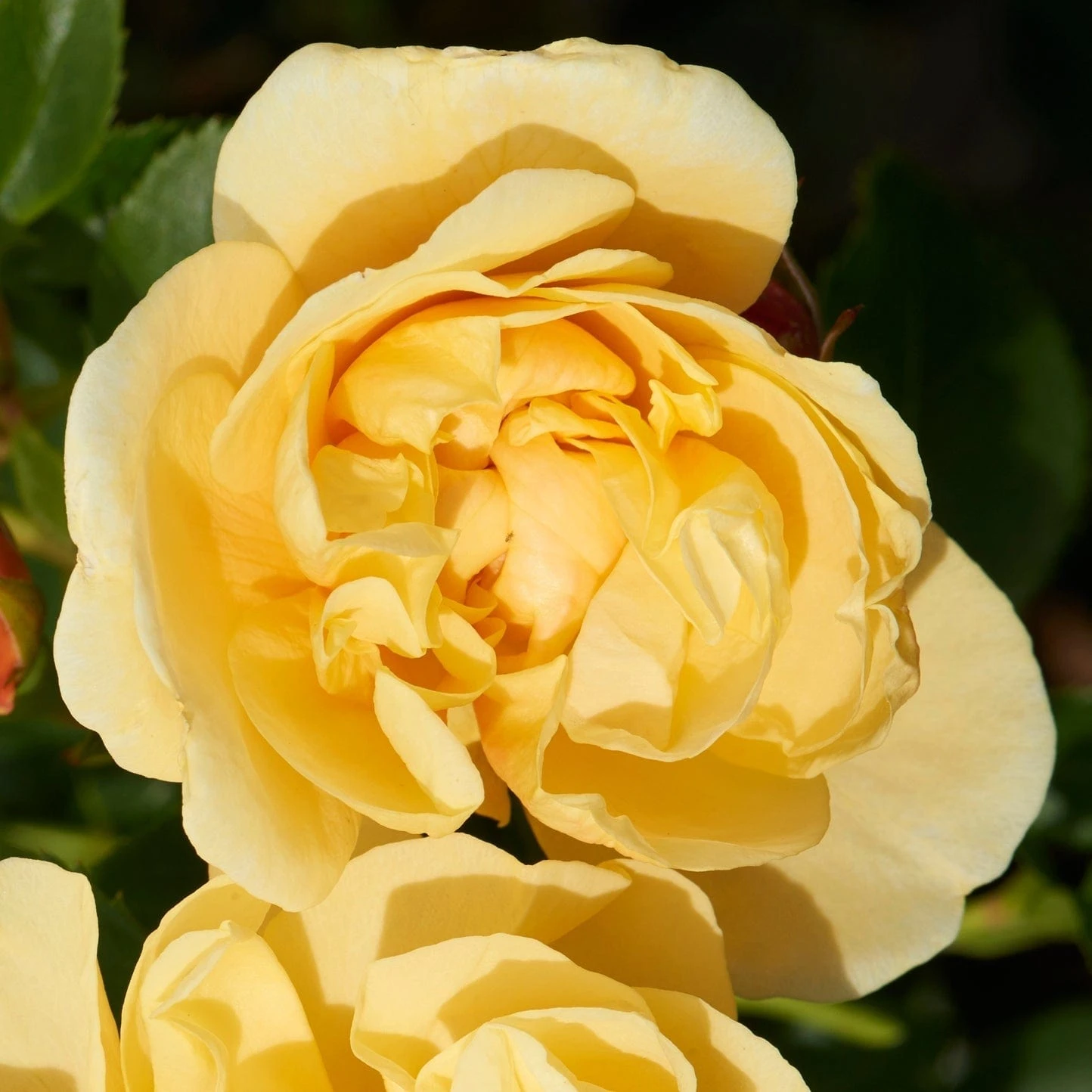 'Mapale Courtyard®' Climbing Rose - Image 2