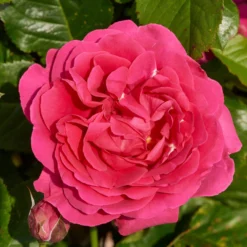 'Pasillo Courtyard®' Climbing Rose