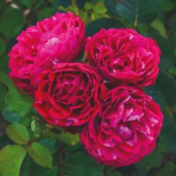 'Raspberry Ripple®' Shrub Rose