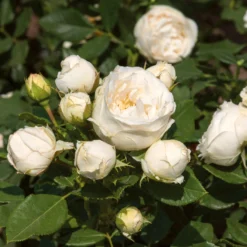 'Lenka Frayla®' Shrub Rose