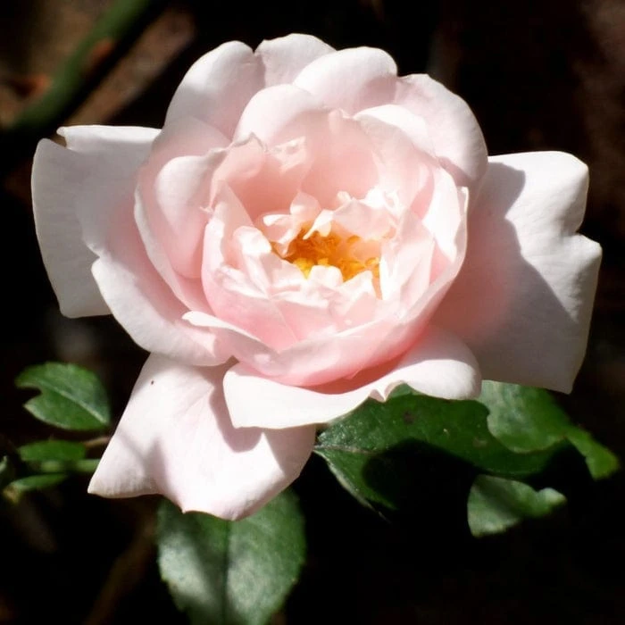 'New Dawn' Climbing Rose - Image 2