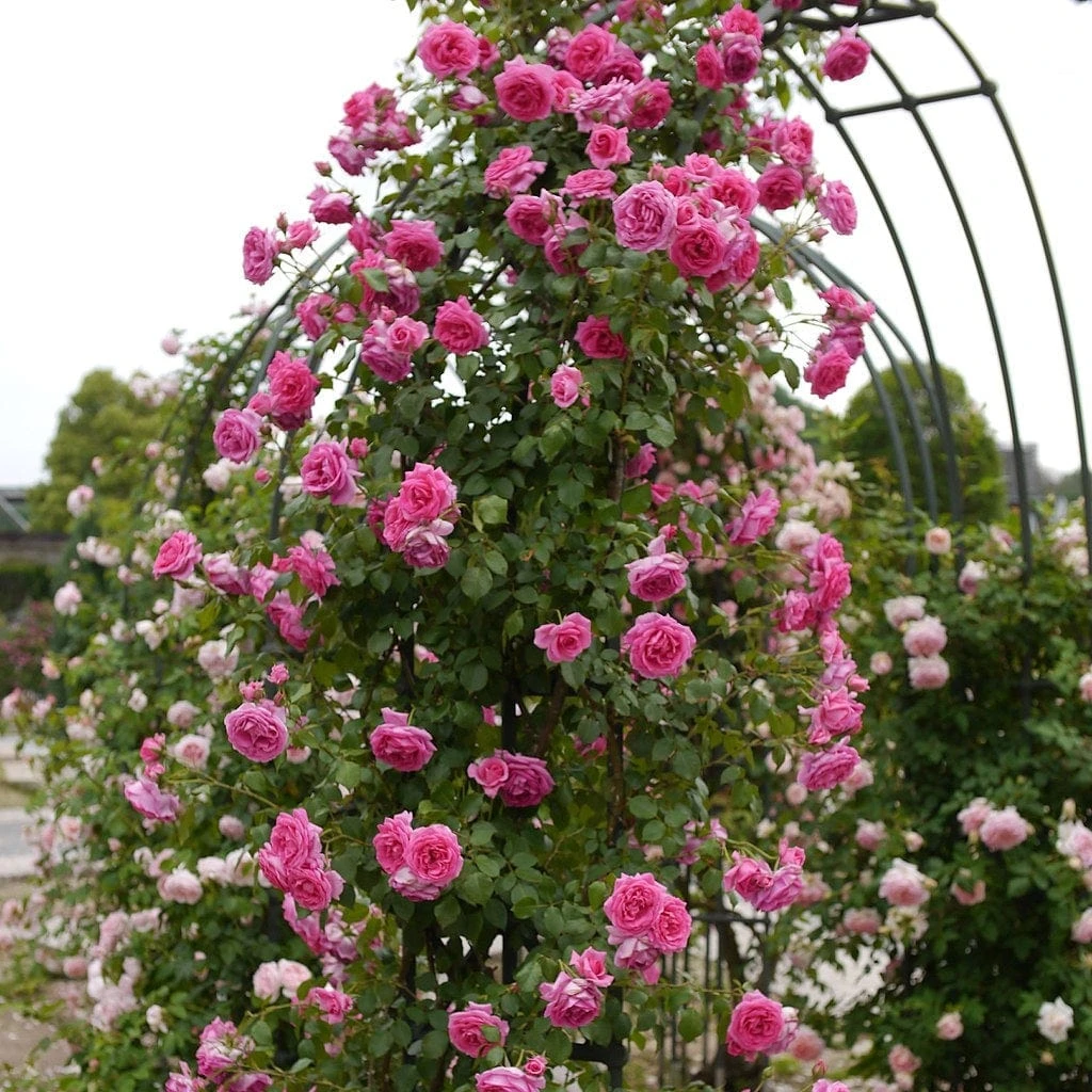 Repeat Flowering Climbing Rose Collection - Image 2