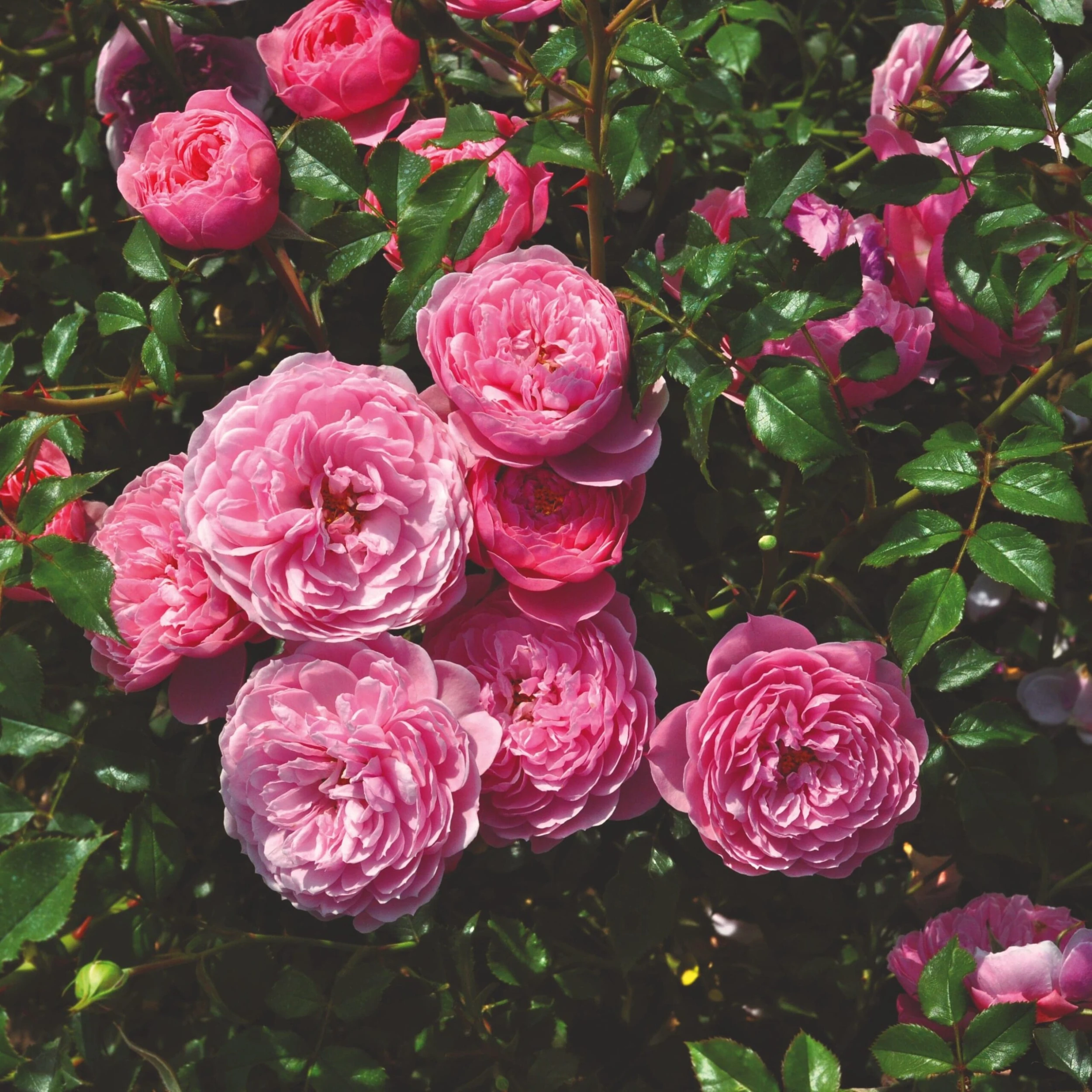 'My Beloved Father®' Shrub Rose