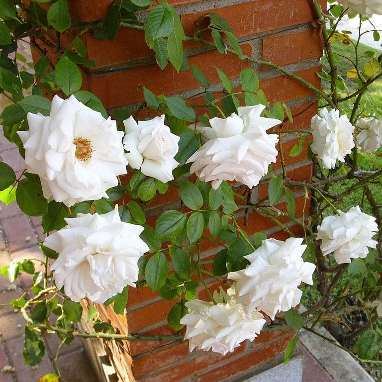'Swan Lake' Climbing Rose - Image 2