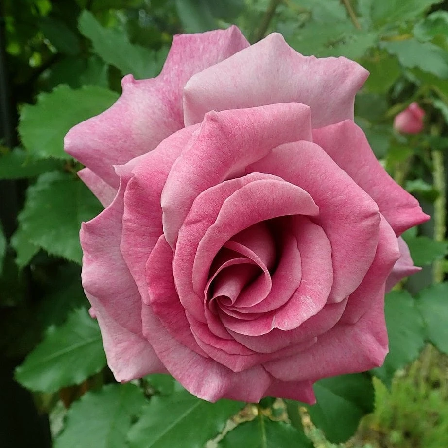 Repeat Flowering Climbing Rose Collection - Image 3