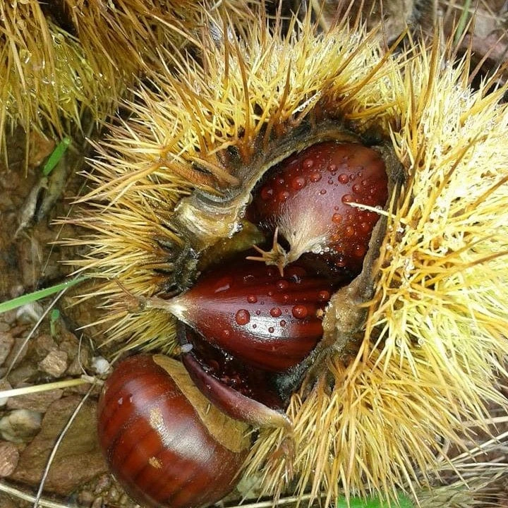 A Completely Edible Hedge | 3/5/10/20m Packs - Image 5