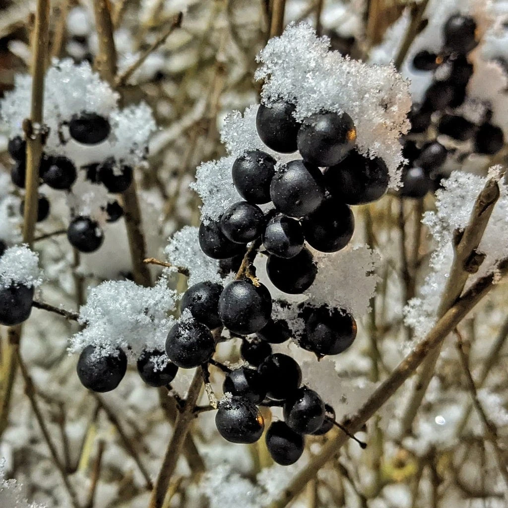 A Completely Edible Hedge | 3/5/10/20m Packs - Image 7