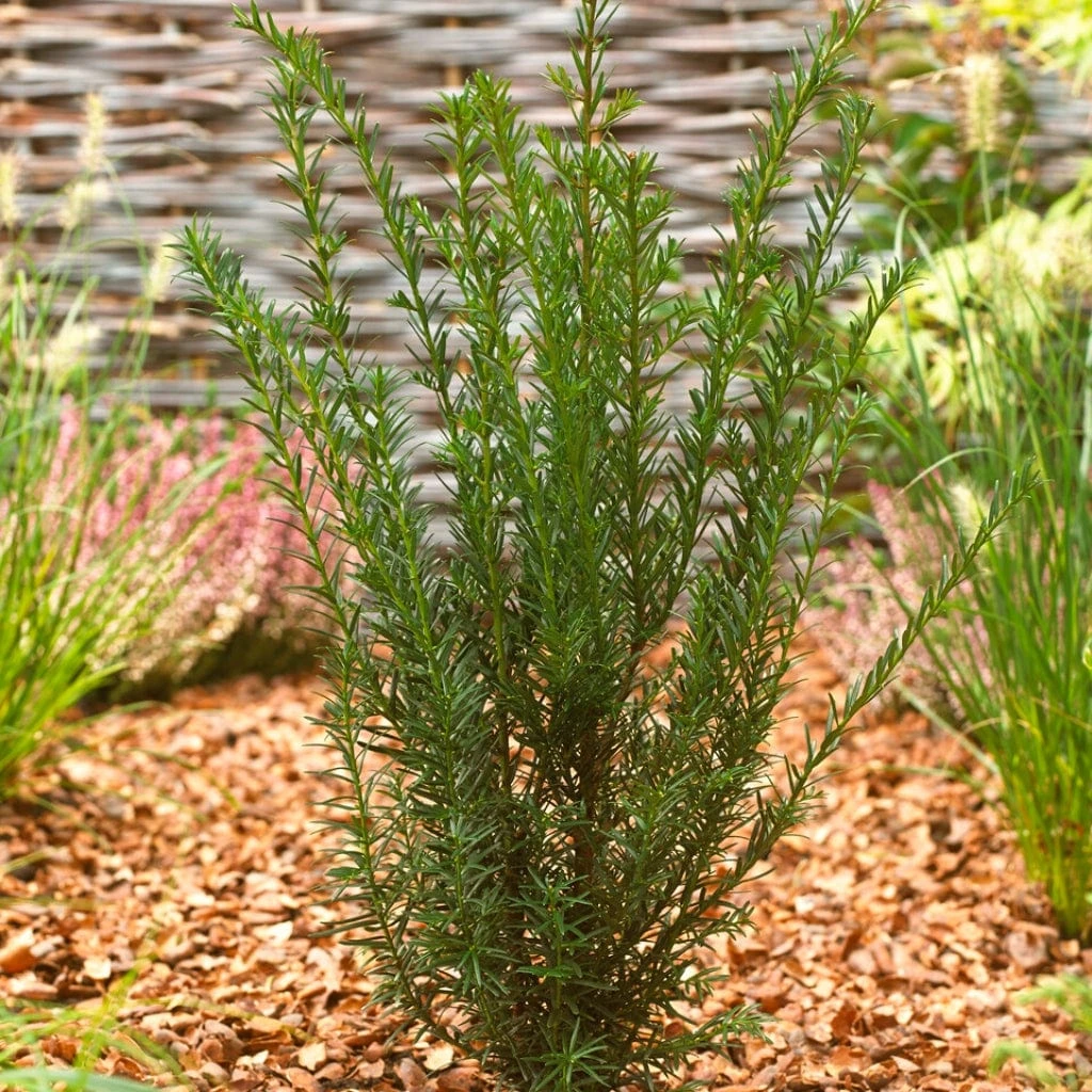 English Yew Tree | Taxus Baccata - Image 4