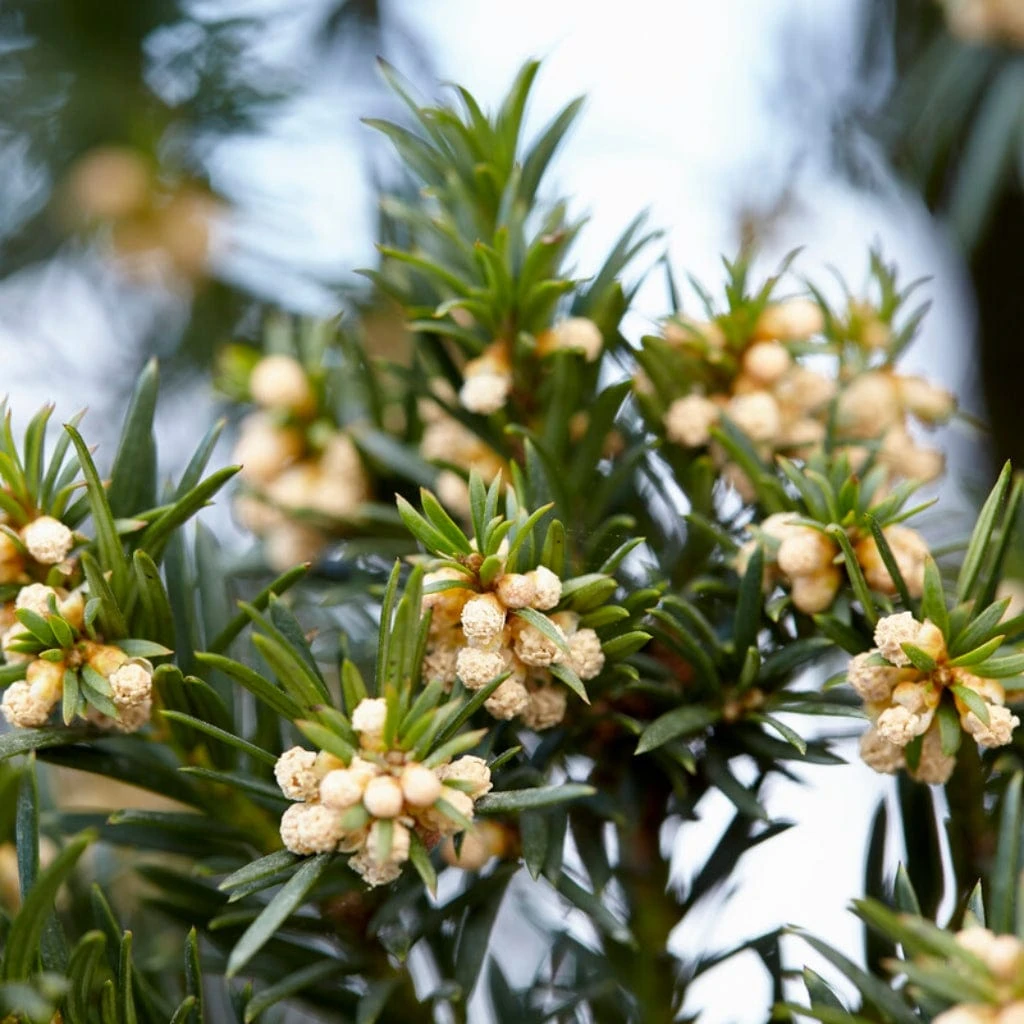 English Yew Tree | Taxus Baccata - Image 6