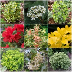 Best Small Evergreen Shrubs