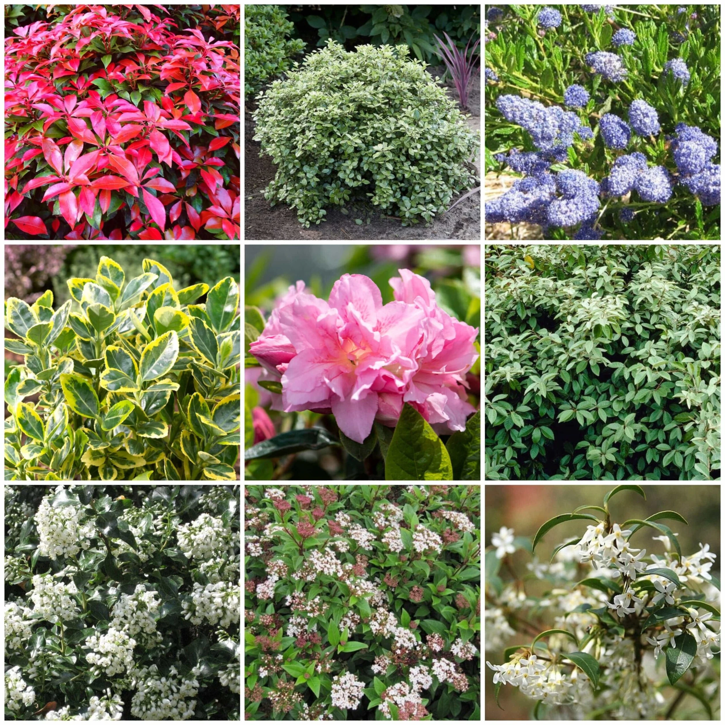 Best Evergreen Shrubs