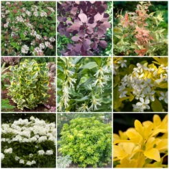 Best Shrubs For Borders
