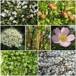 Livestock Friendly Farm Hedging | Growers' Choice | BN11 Compliant