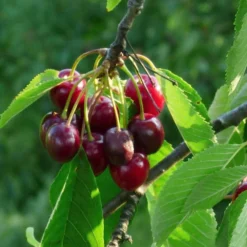 'Sweetheart' Cherry Tree