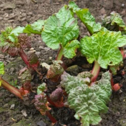 'Victoria' Rhubarb Plant