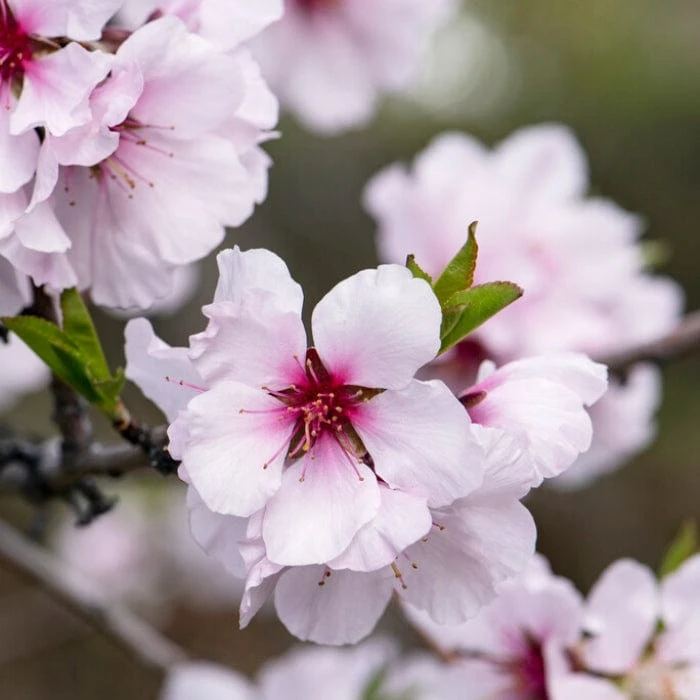 'Princess' Almond Tree | Prunus Dulcis - Image 3