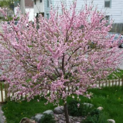 'Princess' Almond Tree | Prunus Dulcis