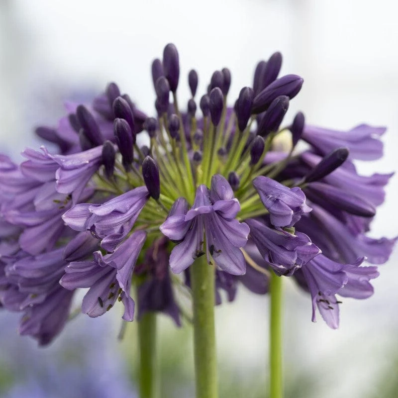 Agapanthus 'Poppin Purple' | 3L