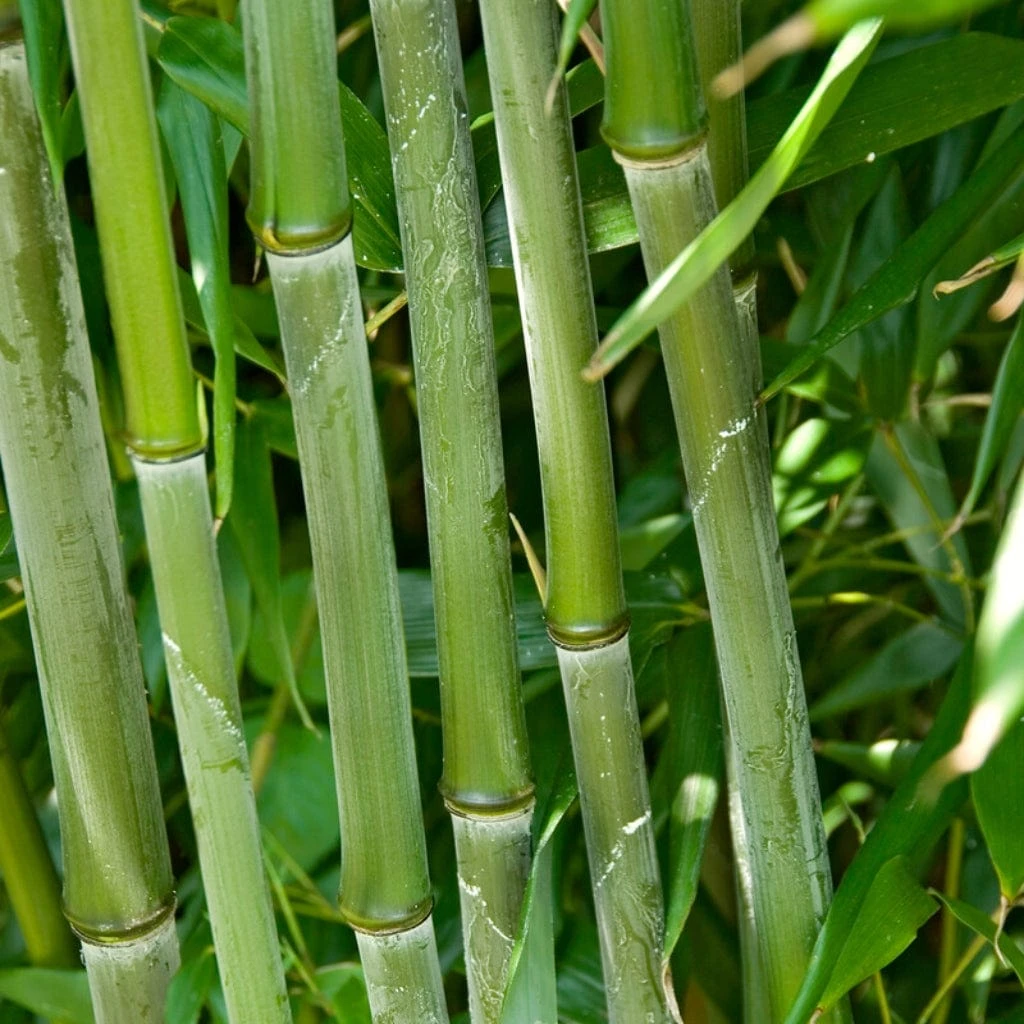 Green Bamboo | Phyllostachys Bisettii - Image 2