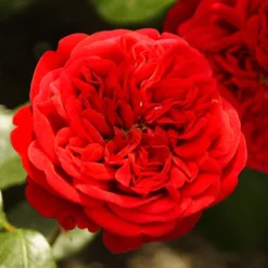 'Deep Love' Climbing Rose