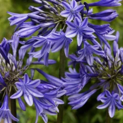 Agapanthus 'Stardust' | 3L