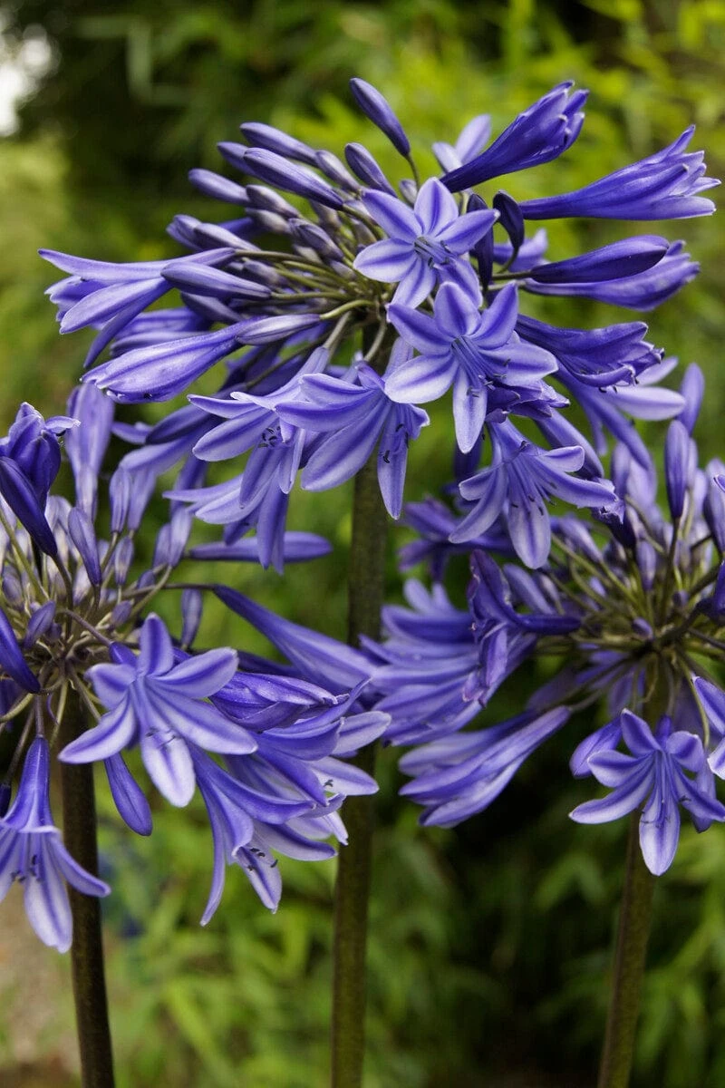 Agapanthus 'Stardust' | 3L