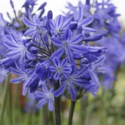 Agapanthus 'Star Quality' | 7.5L