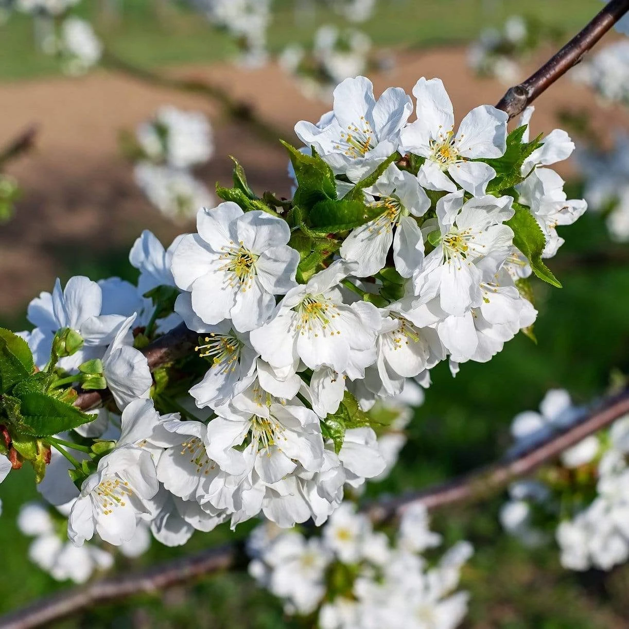 Hartland Patio Cherry Tree - Image 2