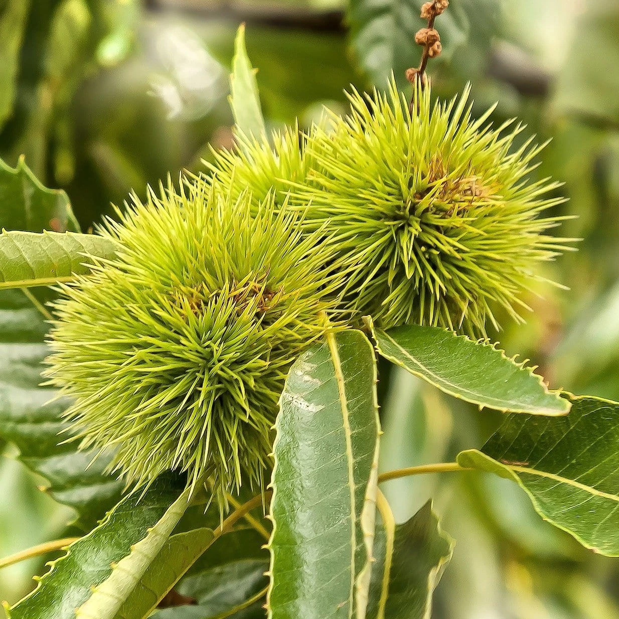 Chestnut Tree | Castanea Sativa - Image 2