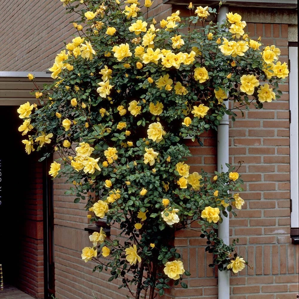 Repeat Flowering Climbing Rose Collection - Image 4