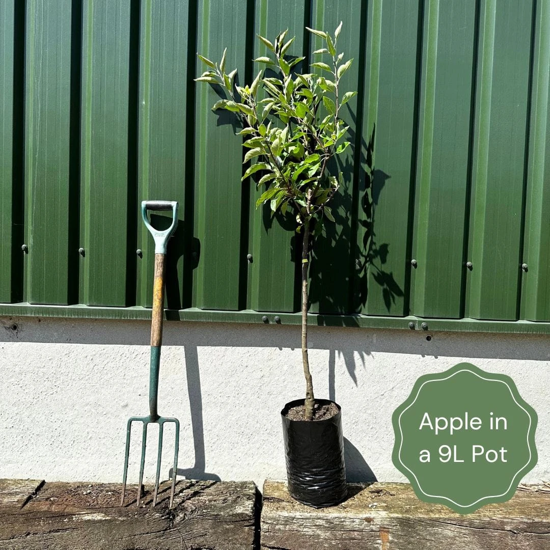 'Kingston Black' Apple Tree - Image 2