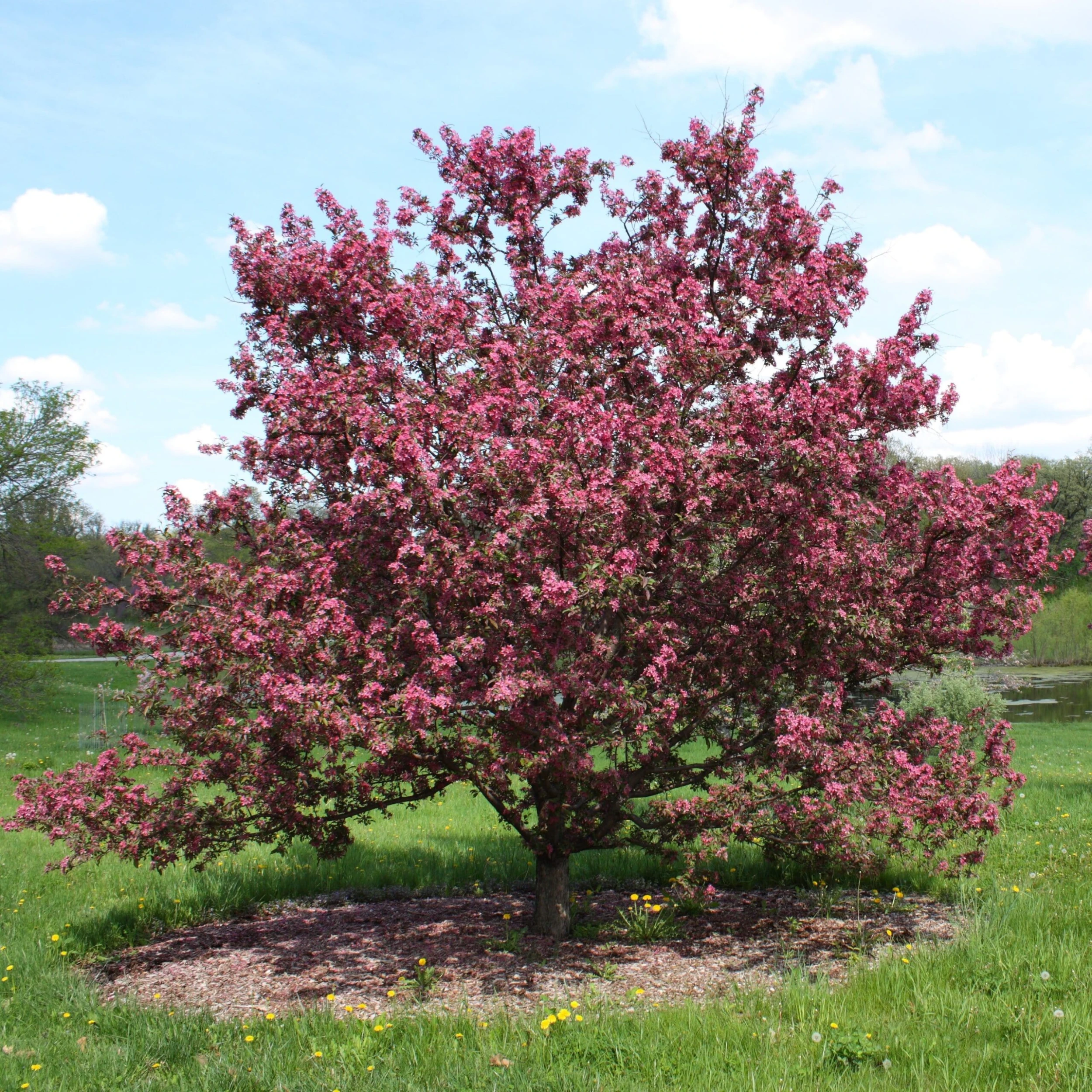 Japanese Crabapple Tree | Malus Floribunda - Image 2