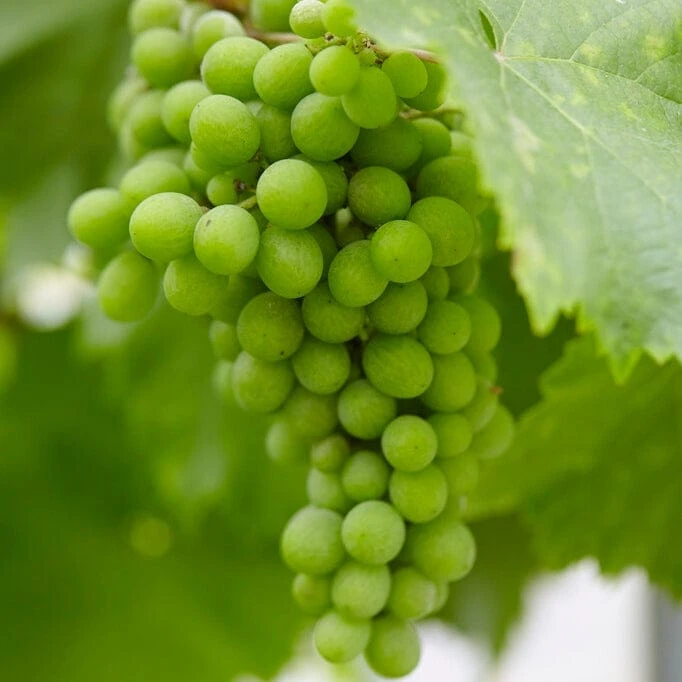 'Lakemont' Seedless Outdoor Grape Vine - Image 2