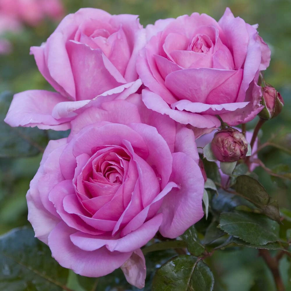 'Mum In A Million' Hybrid Tea Rose - Image 2