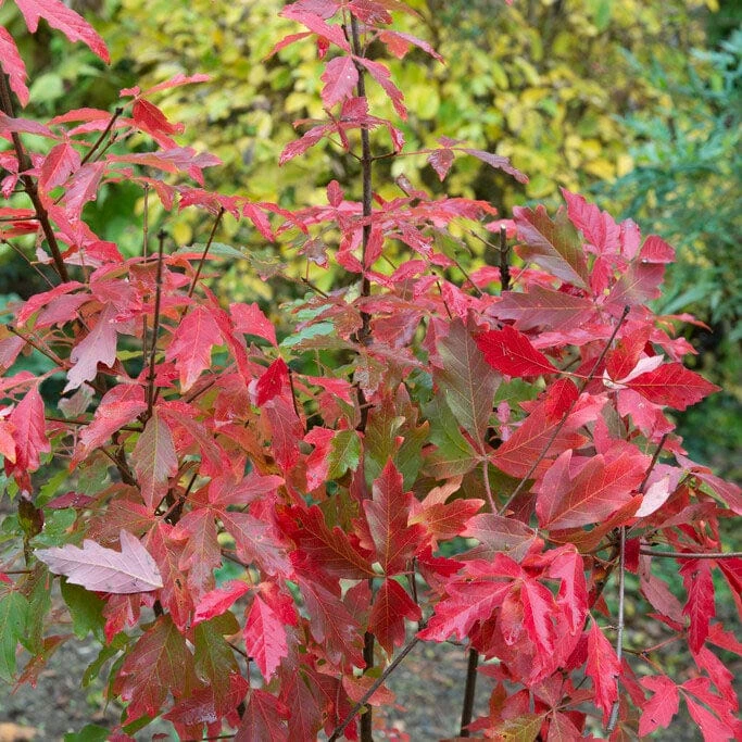 Paperbark Maple Tree | Acer Griseum - Image 2
