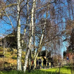 Silver Birch Tree | Betula Pendula