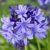 Agapanthus 'Pretty Heidy' | 7.5L
