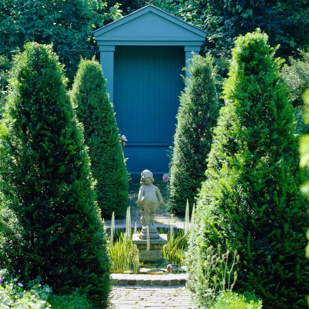 English Yew Tree | Taxus Baccata - Image 2