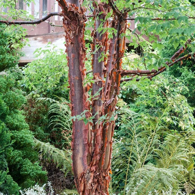 Paperbark Maple Tree | Acer Griseum
