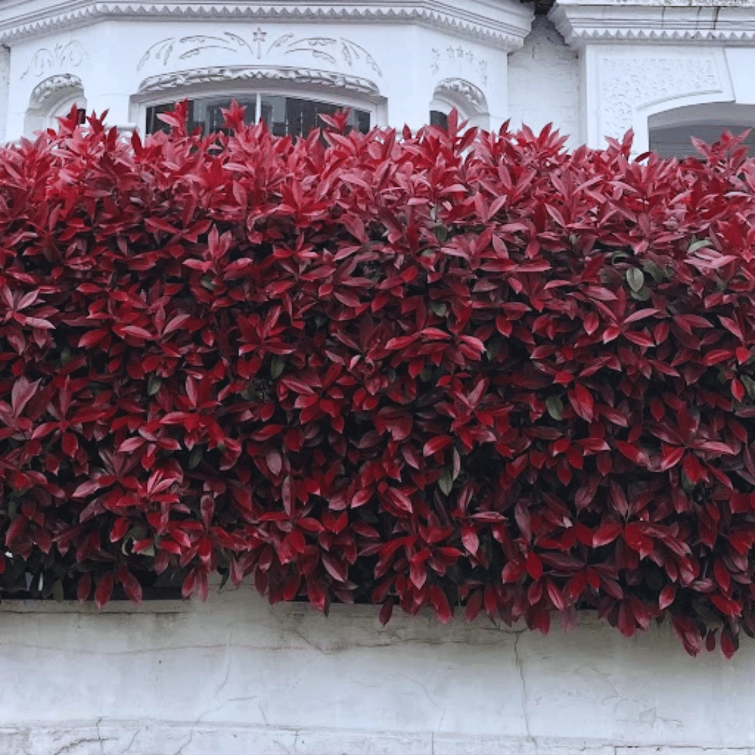 Photinia 'Red Robin' - Image 9