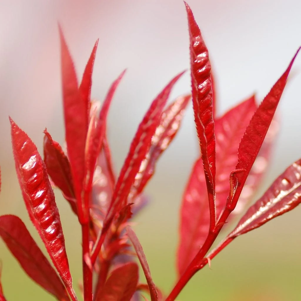 Photinia 'Red Robin' - Image 10