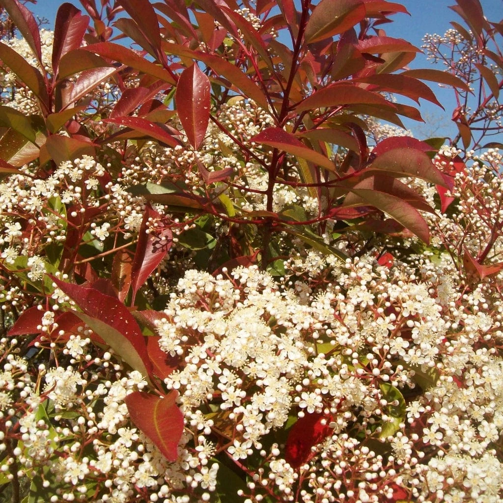 Photinia 'Red Robin' - Image 6