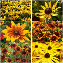 Ultimate Rudbeckia Collection