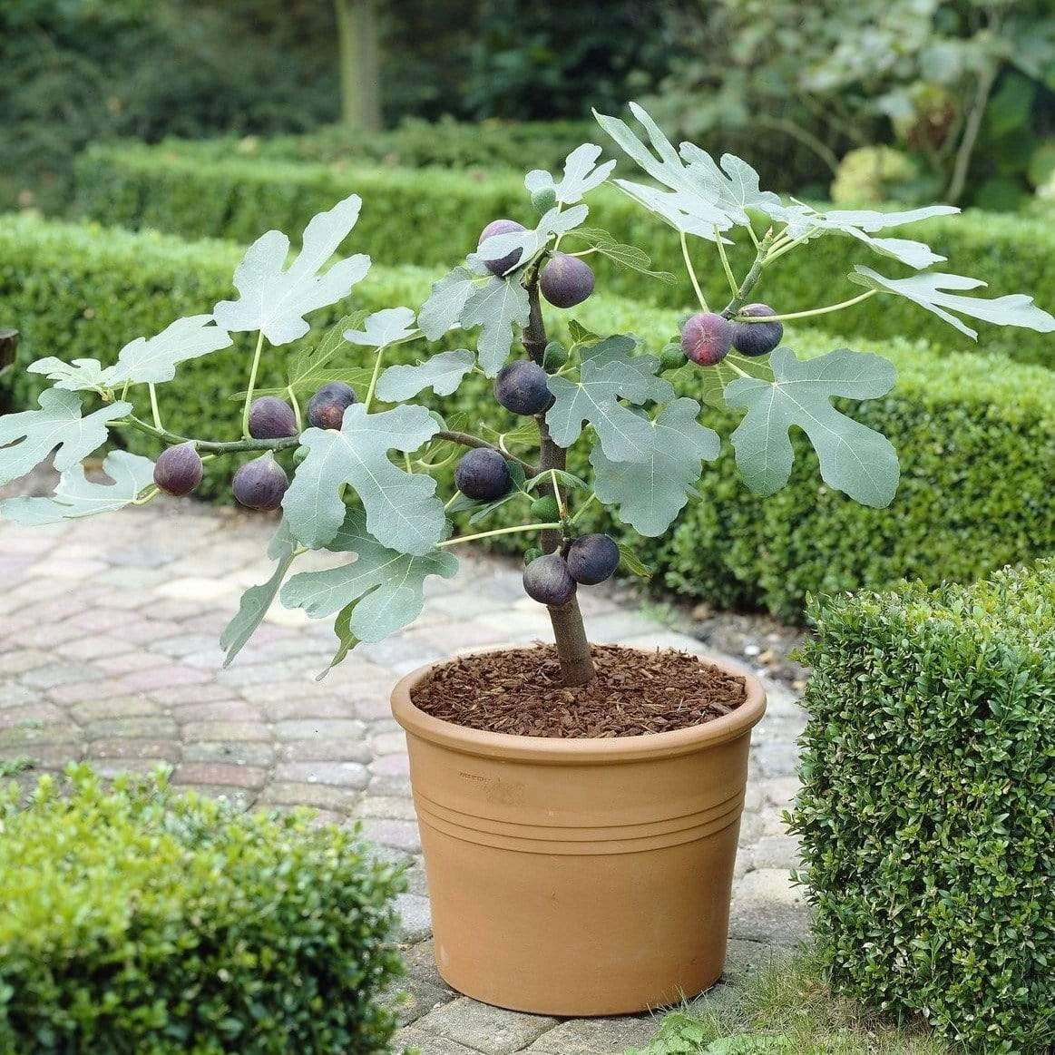 The 3 Best Fruits To Grow In Pots | Nectarine, Fig & Blueberry - Image 3