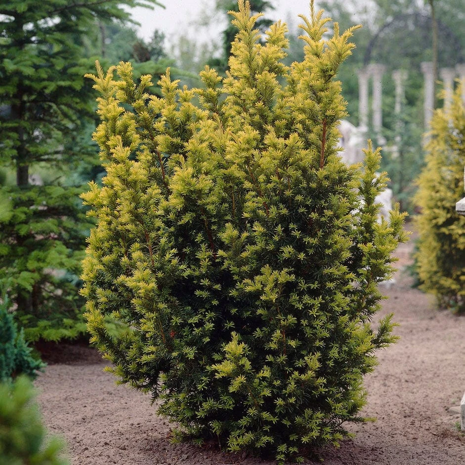 English Yew Tree | Taxus Baccata - Image 5