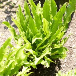 Narrow Buckler Fern | Phyllitis Angustifolia