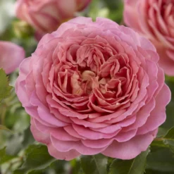 'Adorable Parfuma' Floribunda Rose